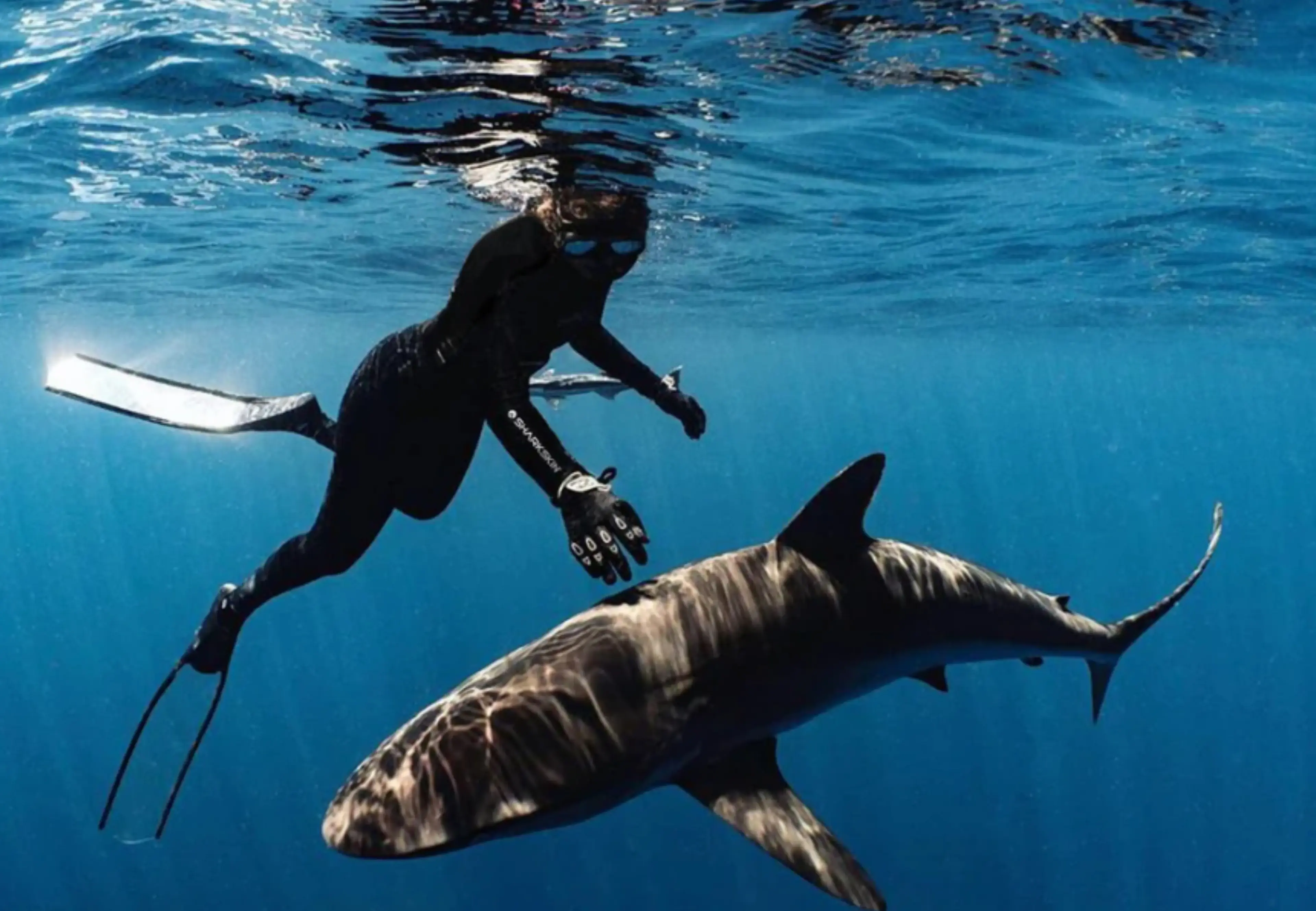 Sharkskin — campaign